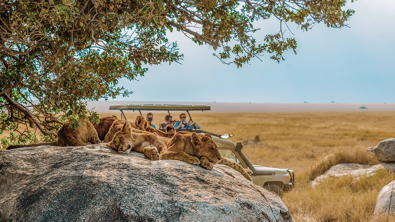 Early morning game drive safari